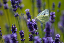 Cabbage White Butterfly On Lavender