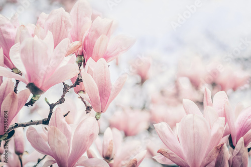Fotomural Magnolia flowers in the morning light. Pastels colors