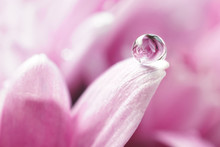 Beautiful Big Drop Of Water On A Petal Of A Pink Chrysanthemum Flower With Summer Spring Reflection Close-up Macro Nature.