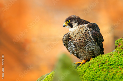 Falcon Green Moss Stone Bird Of Prey Peregrine Falcon - 