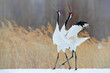 Snow dance in nature. Wildlife scene from snowy nature. Cold winter. Snowy. Snowfall two Red-crowned crane in snow meadow, with snow storm, Hokkaido, Japan. Crane pair, winter scene with snowflakes.