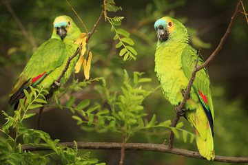 Wall Mural - Two Parrots, razil in habitat. Turquoise-fronted amazon, Amazona aestiva, portrait of light green pair parrot with red head, Costa Rica. Flight bird. Wildlife fly scene from tropic nature, Pantanal.