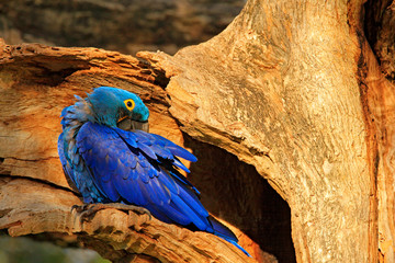 Blue macaw tree nest. Nesting behaviour. Hyacinth Macaw, Anodorhynchus hyacinthinus, in tree nest cavity, Pantanal, Brazil, South America. Detail portrait of beautiful big blue parrot nature habitat.