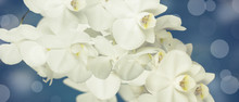 Banner White Orchid On A Blue Vintage Background.