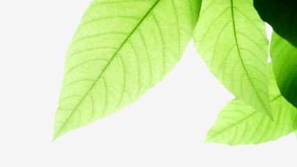 Wall Mural - Abstract motion of green leafs on white background