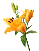 Beautiful Orange Lilies (Lilium, Liliaceae) With Buds Isolated On White Background. 