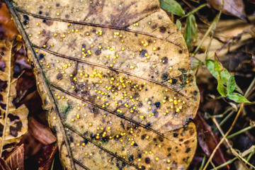 Leaves In Nature