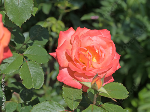 Zdjęcie XXL Róże, róże uprawne, edelrosen