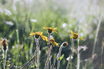 Wall Mural - Beautiful wild yellow flowers growing in summer meadow outdoors. Horizontal color photography.