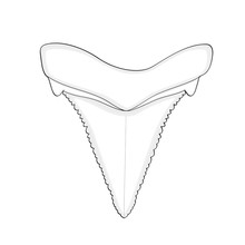 Archaeology, Ichthyology. Tooth Shark Isolated Object On White Background.