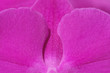 Makro einer Phalaenopsis Orchideenblüte pink