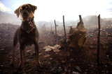 Fototapeta Zwierzęta - Badass dog