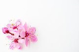 Fototapeta Uliczki - Vivid pnk cherry blossom on white background. Negative space.