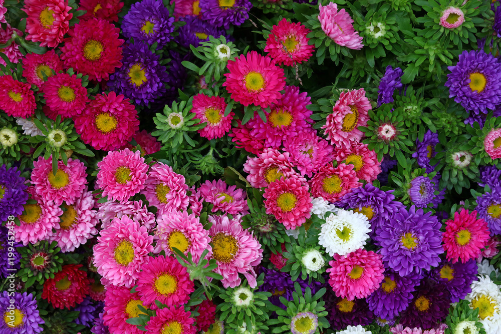 Close up background of colorful aster flower heads - obrazy, fototapety, plakaty 