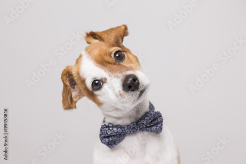 Fotografía cute young small white dog wearing a modern bowtie