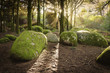 © Cavan Images - Moss covered rocks in forest