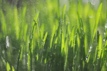  closeup of fresh grass in the rain