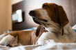 Beautiful brown and white Basset Hound dog.