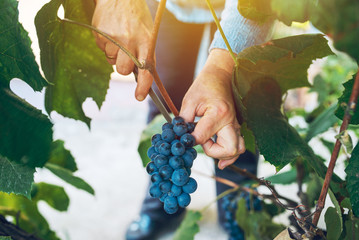 Wall Mural - Female viticulturist harvesting grapes in grape yard