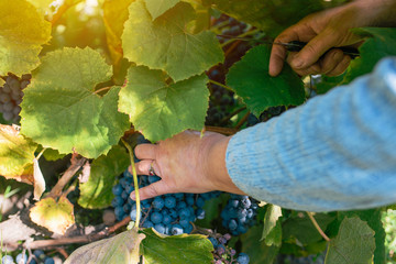 Wall Mural - Female viticulturist harvesting grapes in grape yard