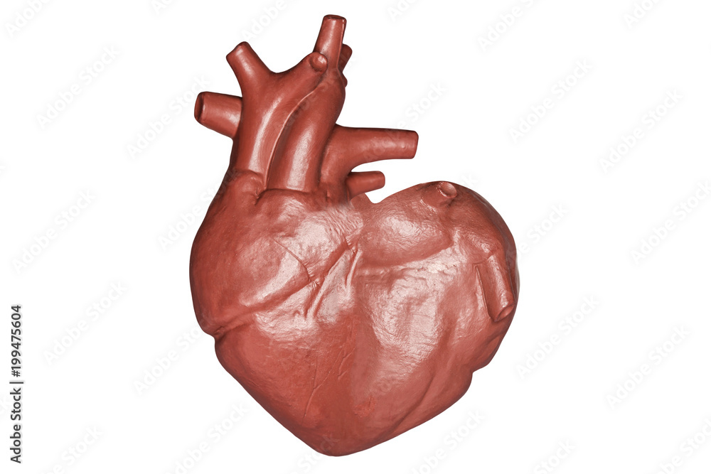 A human heart in a heart shape. Part of anatomy human body