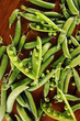 © dyageleva - Fresh Green peas. Top view. Pea on wooden background