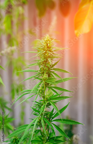 Thematic Photos Of Hemp And Marijuana Green Ganja Cannabis Background Image Buy This Stock Photo And Explore Similar Images At Adobe Stock Adobe Stock thematic photos of hemp and marijuana