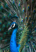 Indian Peacock (Pavo Cristatus) Plumage Display In The Grounds Of Barcelona Zoo, Catalonia, Spain