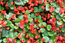Beautiful Red Begonia Flowers Background  