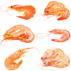 Canvas Print - Fresh shrimps