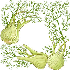 Sticker - fennel vector  frame