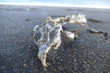 Dead Bird Skeleton on rough sand beach