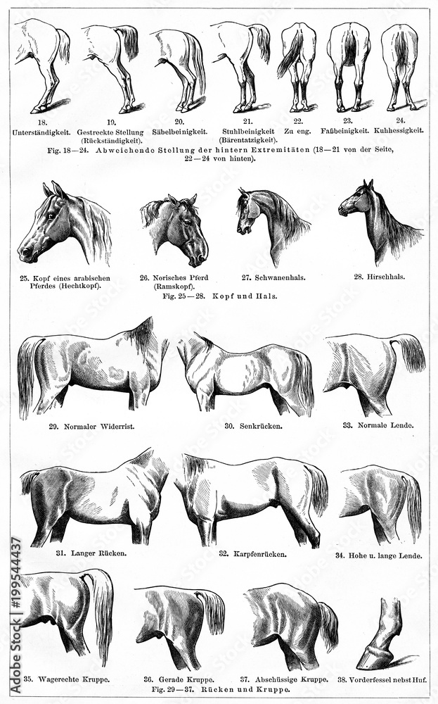 Horse III, equine conformation (from Meyers Lexikon, 1896, 13/770/771