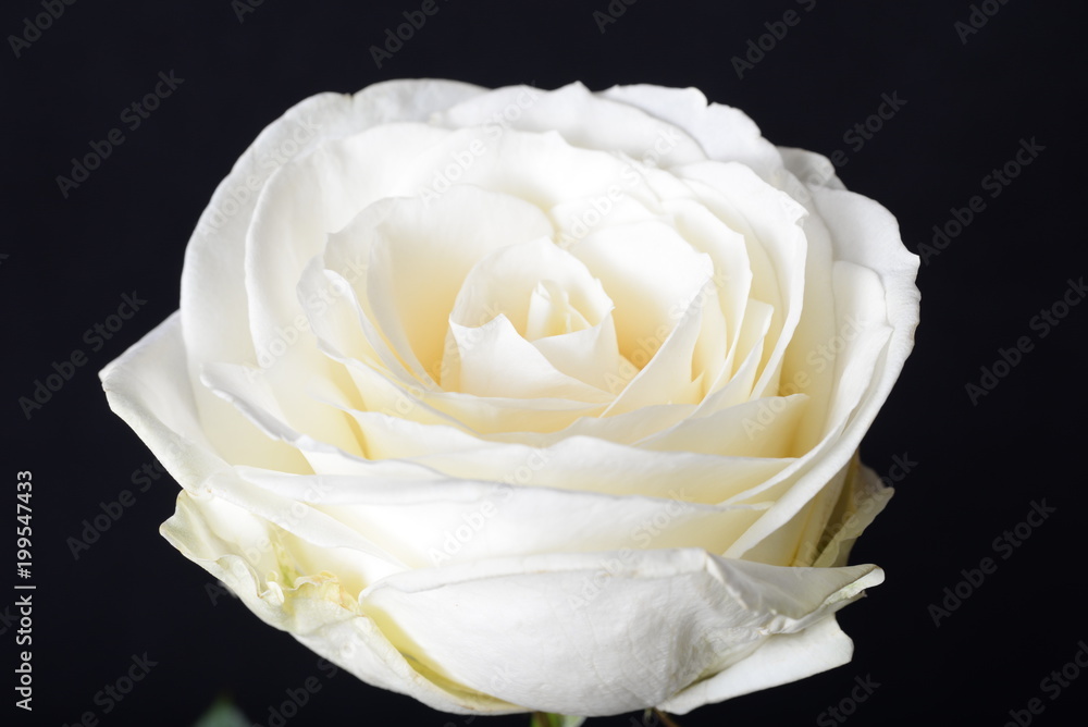 Biała róża - kwiat - obrazy, fototapety, plakaty 