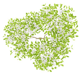 Wall Mural - top view of flowering pear tree isolated on white background