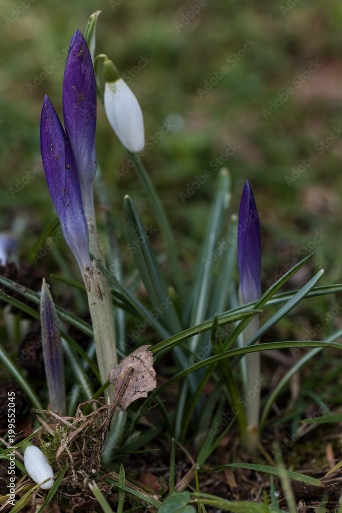 Krokus Schneeglockchen Foto Poster Wandbilder Bei Europosters