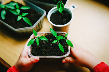 little girl growing plants for the garden