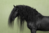 Fototapeta Konie - Portrait of a black friesian horse with long mane on light background isolated