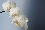 Fototapeta Storczyk - White orchids, blue background