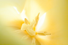Macro Shot Inside The Gentle Yellow Tulip As Background. 