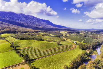 Wall Mural - D Bellinger 2 Dorrigo Farms