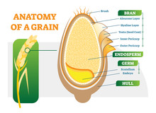 Grain Anatomical Layers Vector Illustration Diagram.