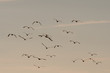seagulls flying among on the sky