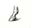 Horse's hoof (from Meyers Lexikon, 1896, 13/770/771)
