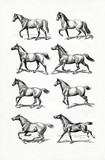 Fototapeta Konie - Horse IV - gait (from Meyers Lexikon, 1896, 13/770/771)