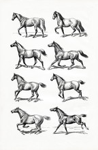 Horse IV - Gait (from Meyers Lexikon, 1896, 13/770/771)