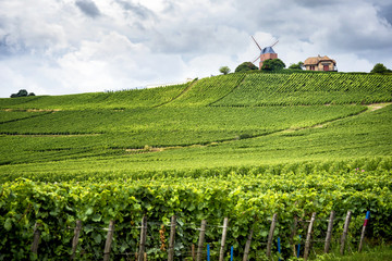 Wall Mural - Champagne. Vineyard and windmill Champagne Region near Vernezay France