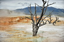 Dry Trees In Yellowstone National Park