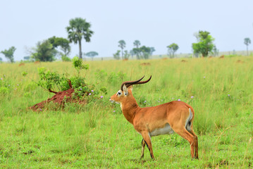 Wall Mural - antelope reedbuck, uganda, africa
