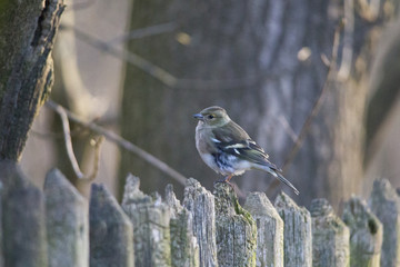 Wall Mural - A female chaffinch is sitting at the fence serching for food